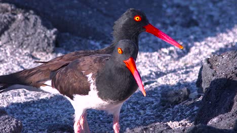 Aves-Ostrero-A-Lo-Largo-De-Una-Costa-Rocosa