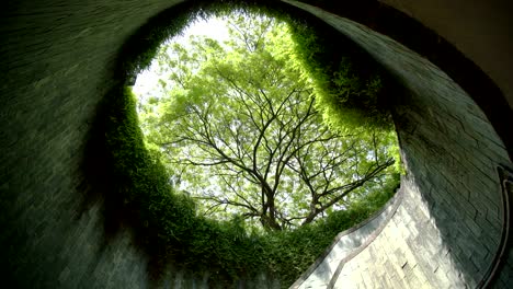 árbol de túnel en verano en el parque