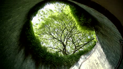 tree tunnel in summer at park