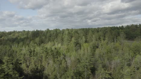 drone shot flying forwards, over a forest of pine trees