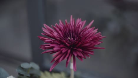 beautiful british flower closeup shot