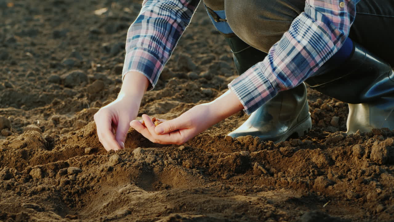농부는 정원에서 자신의 분야에서 곡물을 심습니다.