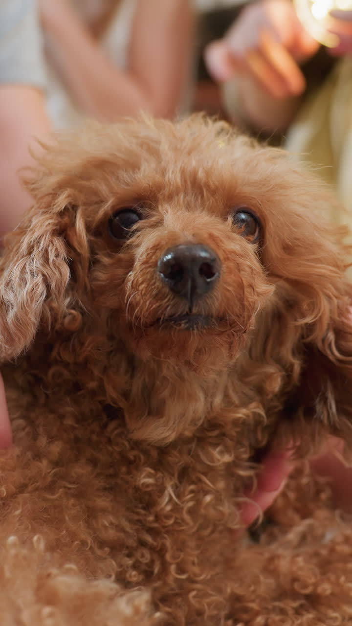 따뜻한 전구 불빛 아래 곱슬거리는 털을 쓰다듬는 부드러운 손길, 무릎에 안겨 있는 갈색 푸들의 클로즈업 사진은 차분하고 다정한 분위기 속에서 부드러운 눈빛, 질감 있는 털, 친밀한 실내 가족의 순간을 포착합니다.