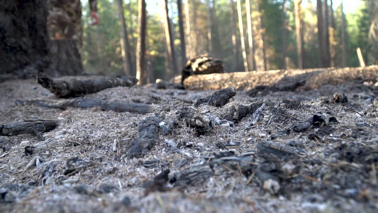Går mod kameraet gennem asken fra en nylig skovbrand.