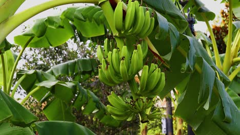 this is a video of a banana tree with many bananas growing on it