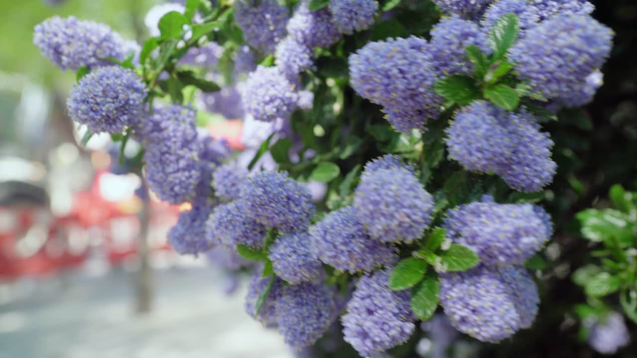 Beautiful lilac flower buds are about to blossom and it's pollen is visible on the leaves