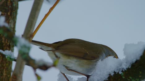 A-small-red-breasted-bird-is-looking-at-something-from-a-tree-then-flies-away