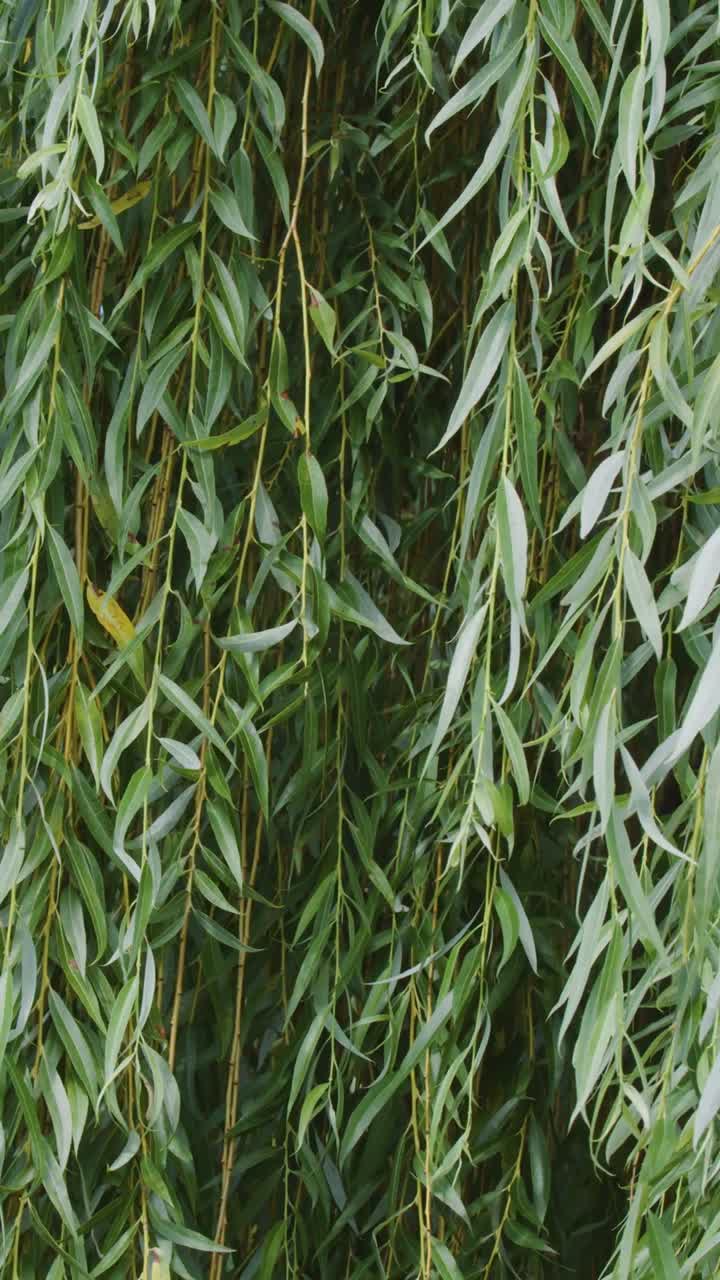 Primo piano di lunghe foglie verdi di salice che creano una tenda naturale mentre ondeggiano dolcemente.
