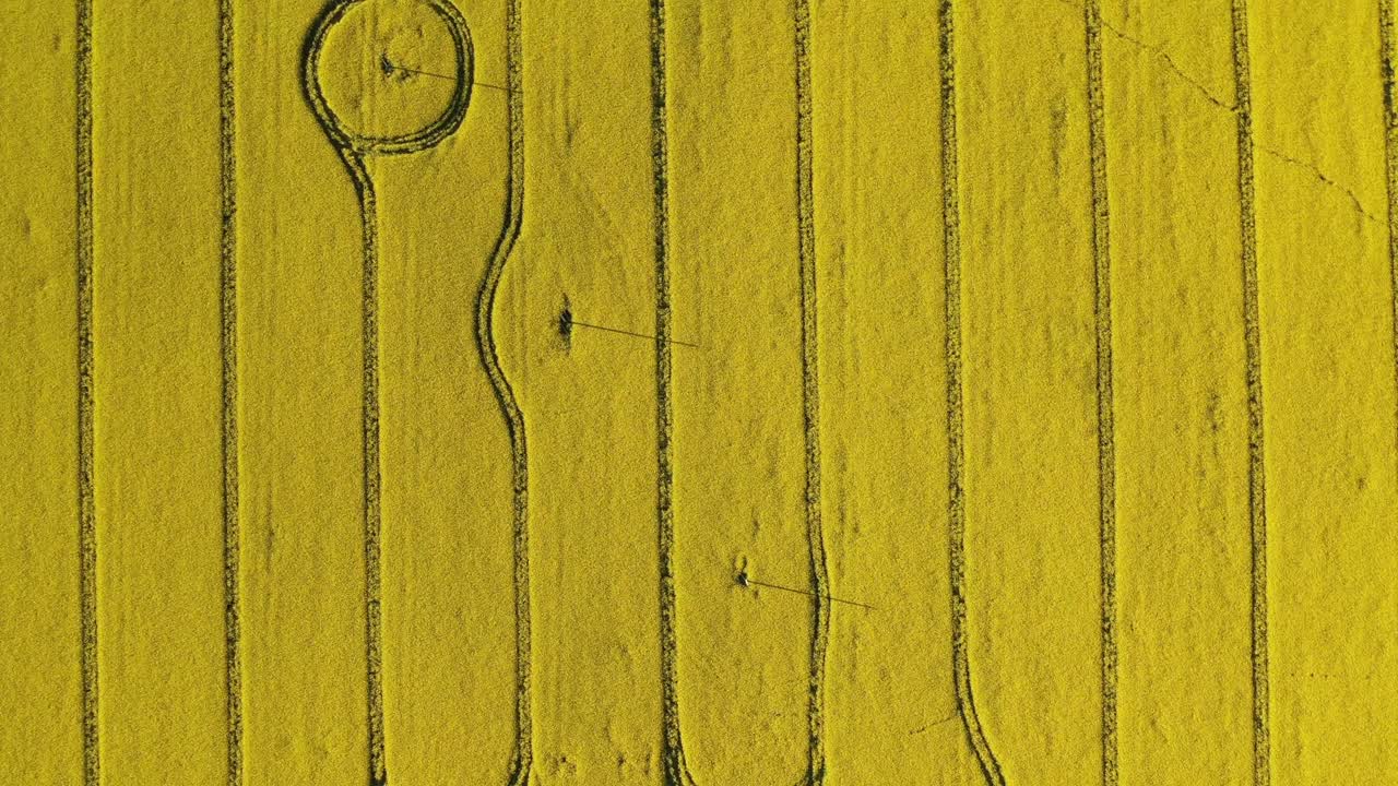 여름에 시드 에 있는 원들