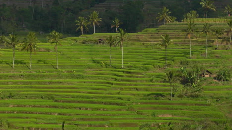 Una-Granja-De-Arroz-En-Terrazas-Cultiva-Campos-Verdes-5