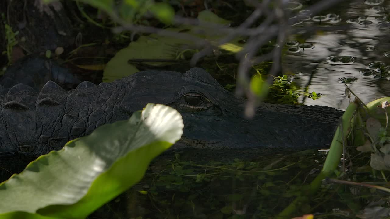 un cocodrilo escondiéndose en la vegetación del pantano en súper cámara lenta