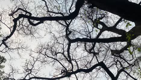 Stunning-shot-of-black-tree-against-the-sky,-evoking-the-"Tree-of-Life"-concept,-with-keywords-like-nature,-spirituality,-and-creativity