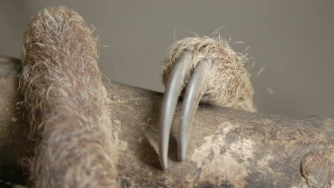 two toed sloth hanging in a tree close to the camera slow motion cinematic