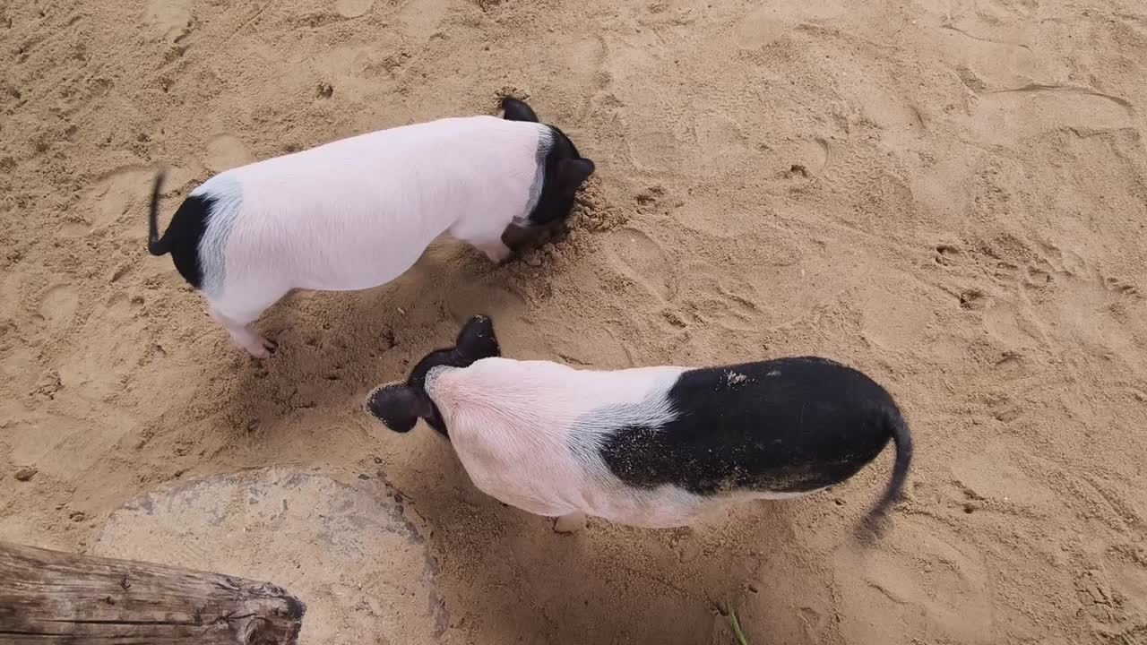 모래에서 놀고 있는 돼지
