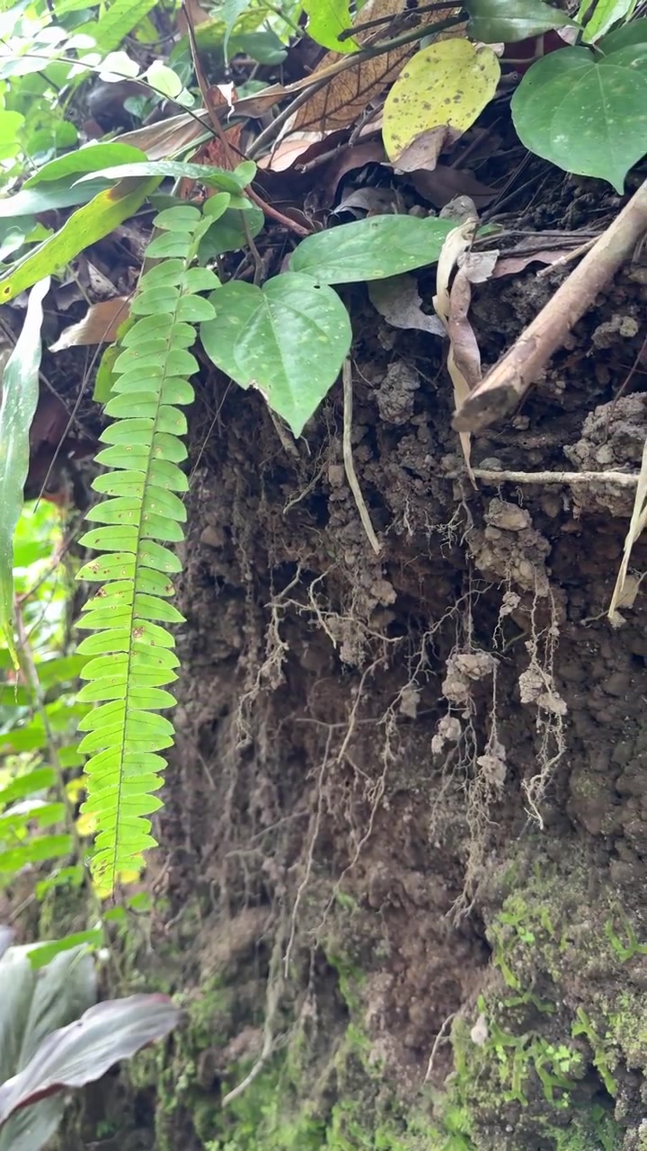 Green Fern Leaves Growing on a Mossy Earth Bank