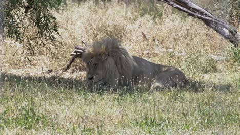 León-Del-Cabo-Tomando-El-Sol-En-Una-Reserva-De-Leones-En-Ciudad-Del-Cabo,-Sudáfrica