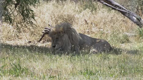 Cape Lion Sunbathing In A Lion Reserve In Cape Town, South Africa