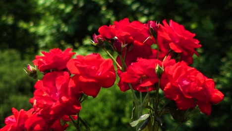 The-view-of-the-red-rose-on-the-forest