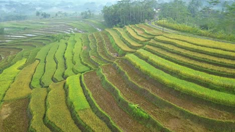 aerial view of farmer working on colorful rice fields in tropical countryside of indonesia