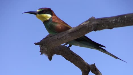 european-bee-eater-on-a-branch-with-blue-sky-in-background,-close-up-shot-view-from-slightly-below