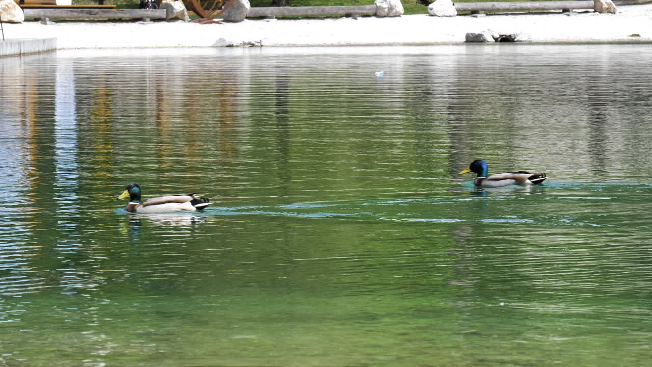 슬로베니아의 야스나 호수 한가운데에 있는 두 마리의 오리.