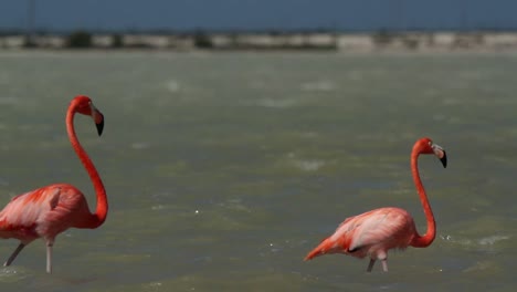 flamenco 27