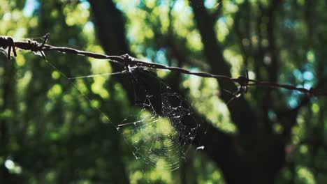 Telaraña-En-Una-Cerca-De-Alambre-De-Púas-Oxidada