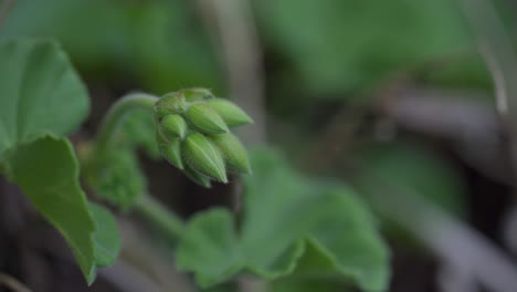 closeup shot of flower bud, garden plant in backyard