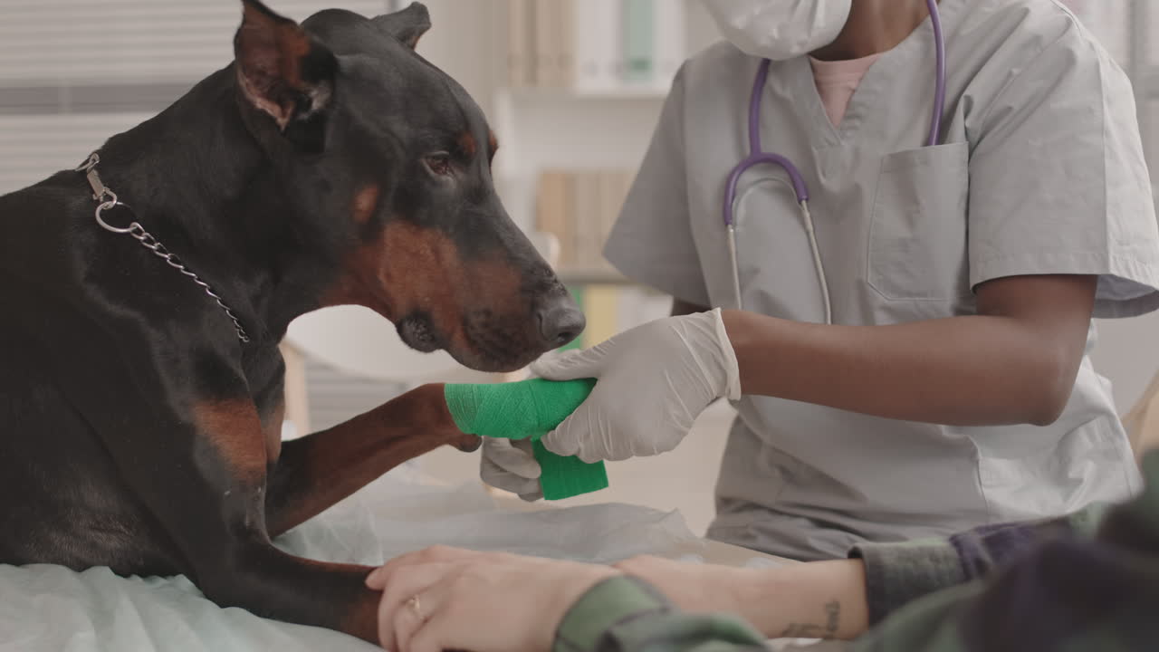 Doctor Bandaging Paw of Dog