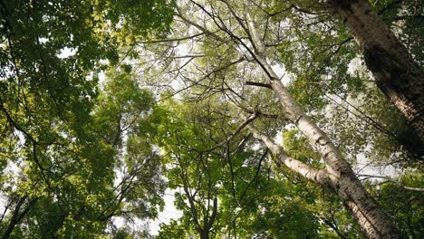 Shot-looking-up-to-the-leaves-of-birch-and-oak-trees-in-the-forest-on-a-sunny-summer-day