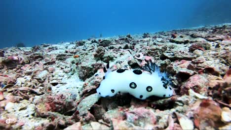 nudibranch jorunna funebris moves across some rubble coral on the reef