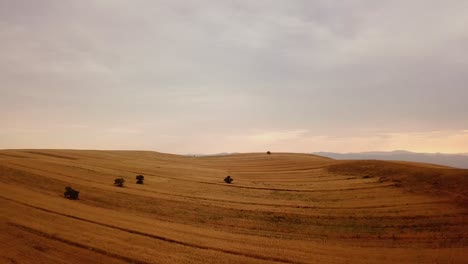 beautiful yellow color hills, wheat lands with alone trees in cloudy sky in sunset time afternoon in summer in qazvin iran