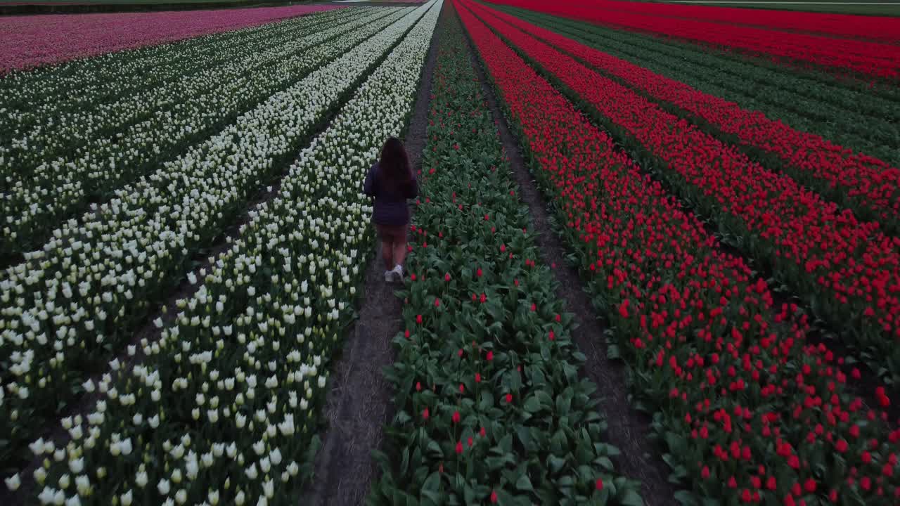 Tra le file di tulipani vivaci, una giovane donna cammina nella luce del mattino
