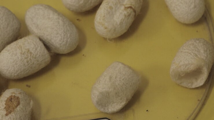 Silkworm silk cocoons on flat yellow
