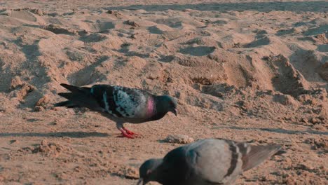 Palomas-En-La-Playa-Al-Atardecer