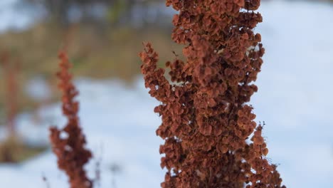 close up dry lupinus wildflower standing on snowy field