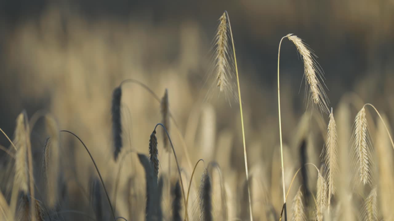 Ripe golden ears of wheat