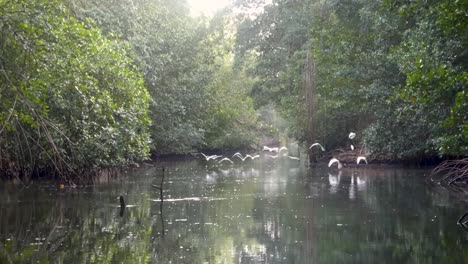 Blick-Auf-Vögel,-Die-Auf-Einem-Flussboot-Im-Vogelschutzgebiet-Caroni-Auf-Der-Insel-Trinidad-Reiten