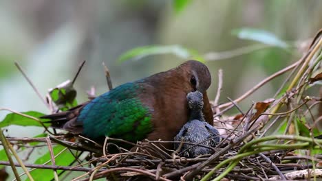 La-Paloma-Esmeralda-Común-Es-Común-En-Los-Países-Asiáticos-Y-Es-Famosa-Por-Sus-Hermosas-Plumas-De-Color-Esmeralda