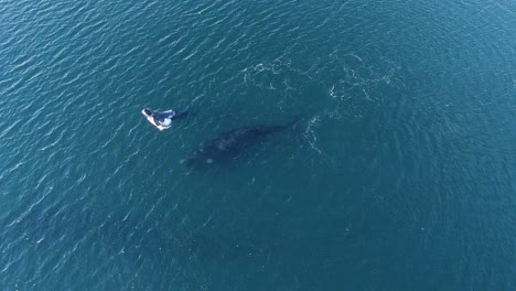 발데스 파타고니아 반도에 있는 골포 누에보의 투명하고 푸른 바다에서 수면 위로 떠오르는 송아지의 공중 전망 - 정적, 느린 동작, 드론 샷