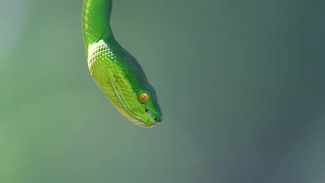 La-Víbora-De-Labios-Blancos-Es-Una-Víbora-Venenosa-Endémica-Del-Sudeste-Asiático-Y-A-Menudo-Se-Encuentra-Durante-La-Noche-Esperando-En-Una-Rama-O-Rama-De-Un-árbol-Cerca-De-Un-Cuerpo-De-Agua-Con-Muchos-Alimentos