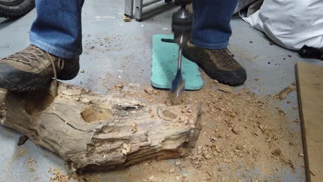 man drilling oak log with very large electric drill