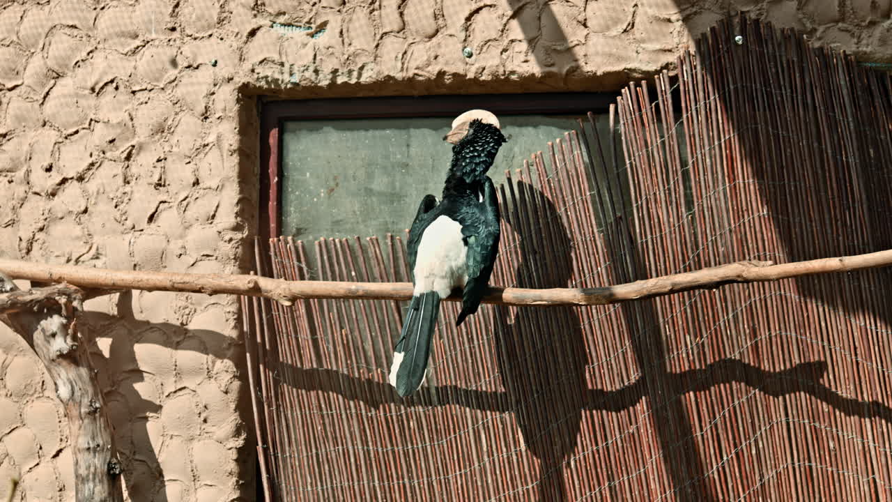 Un grande tucano con il becco arancione si posa su un ramo d'albero in una voliera dello zoo. Uno zoo di uccelli con brillanti uccelli esotici.