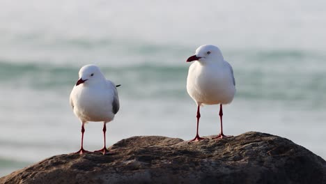 seagull standing on a rock with ocean waves behind