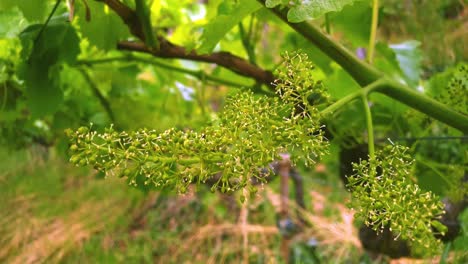 Nahaufnahme-Einer-Blühenden-Rebe-In-Einem-Weinberg