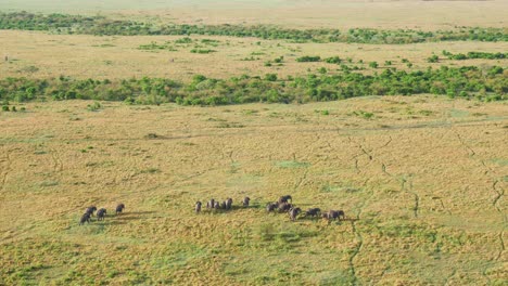 bird's eye view of a herd of african elephants walking across the green plains of kenya with the matriarch in front