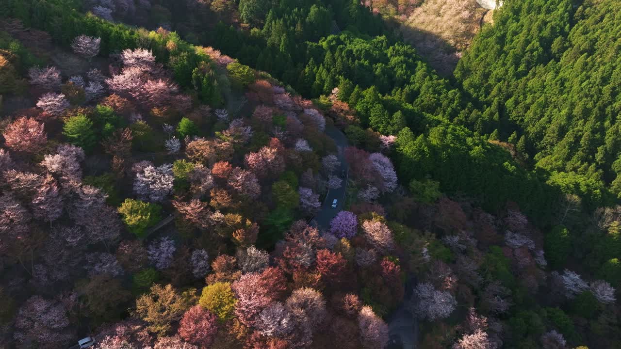Aerial tops down pink sakura cherry blossom tree flowers in Japanese Mount road in Yoshino, car driving