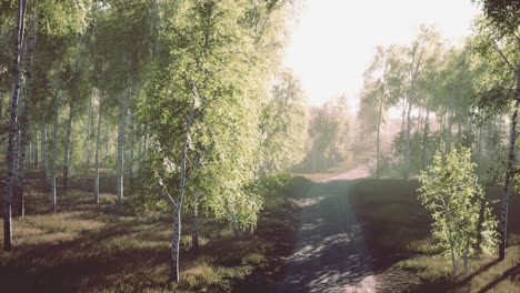 dirty-road-through-summer-forest