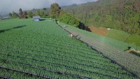 point of interest drone shot of farmers spraying pesticide on scallion vegetable plantation on the slope of mountain
