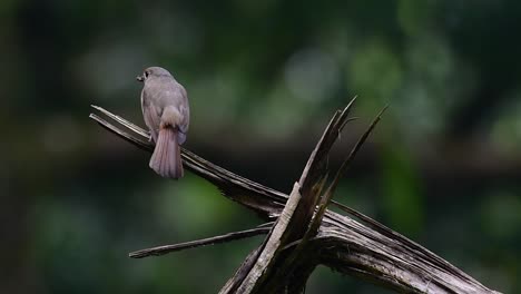 the hill blue flycatcher is found at high elevation habitat it has blue feathers and orange-like breast for the male, while the female is pale cinnamon brown and also with transitioned orange breast